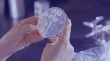 Bacterias