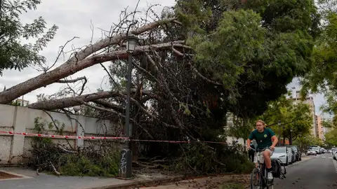 Un ciclista pasa junto a un árbol caído Un ciclista pasa junto a un árbol caído