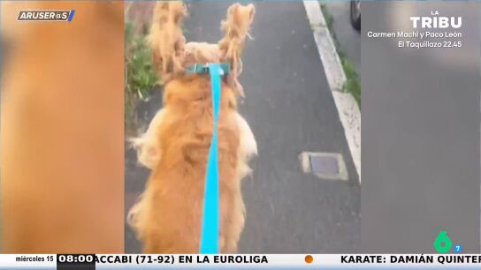 El divertido v&iacute;deo viral del Golden retriever que pasea dando saltitos como un delf&iacute;n