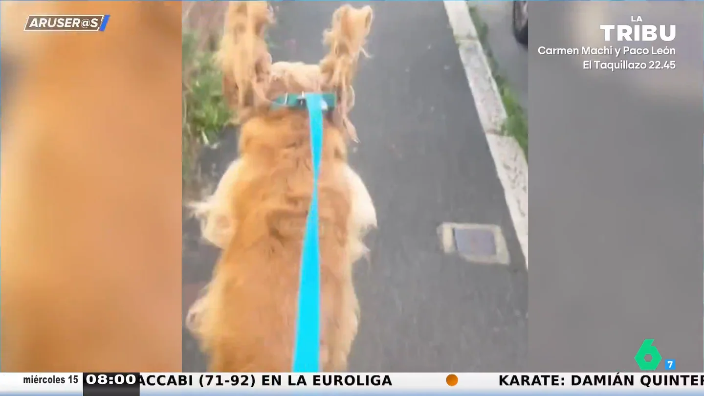 El divertido vídeo viral del Golden retriever que pasea dando saltitos como un delfín El divertido vídeo viral del Golden retriever que pasea dando saltitos como un delfín