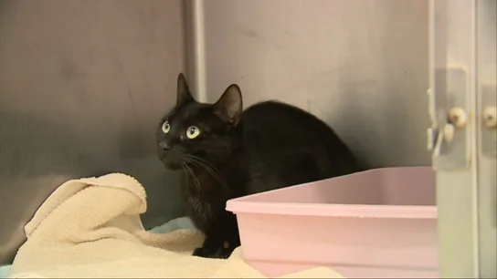 Prohibido adoptar gatos negros en octubre: la medida busca protegerlos de rituales peligrosos Prohibido adoptar gatos negros en octubre: la medida busca protegerlos de rituales peligrosos