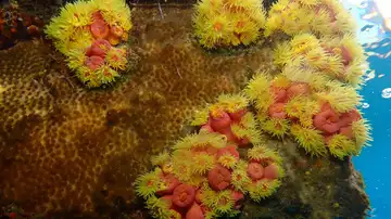 Corales Corales