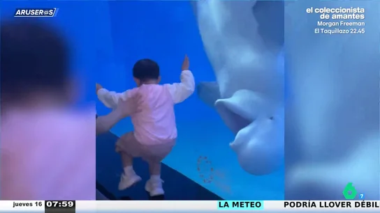 El susto de un bebé al ver la inesperada reaccción "juguetona" de una beluga en el acuario El susto de un bebé al ver la inesperada reaccción "juguetona" de una beluga en el acuario