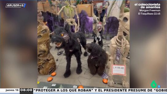 Perros vs. Halloween: sustos, disfraces y confusi&oacute;n, el v&iacute;deo recopilatorio m&aacute;s divertido de Aruser@s