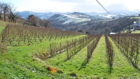 Viñedos de Txacolí Viñedos de Txacolí