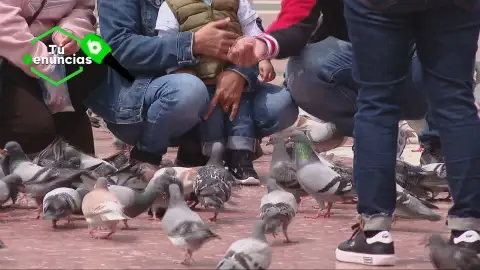 Vecinos denuncian vivir una pesadilla acechados por las palomas. Vecinos denuncian vivir una pesadilla acechados por las palomas.
