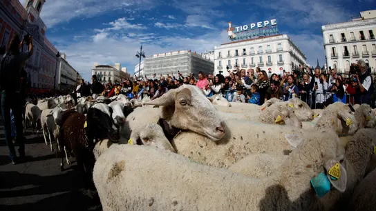 Un rebaño de 1.300 ovejas y cabras reivindica la trashumancia en pleno centro de Madrid Un rebaño de 1.300 ovejas y cabras reivindica la trashumancia en pleno centro de Madrid