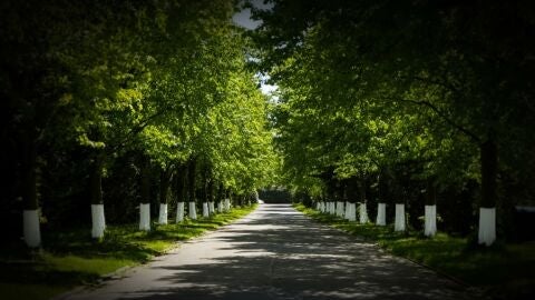 Carreteras Árboles Pintados