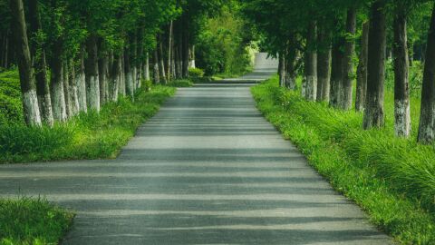 Carreteras Árboles Pintados