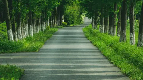 Carreteras Árboles Pintados Carreteras Árboles Pintados