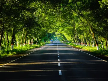 ¿Has visto troncos de árboles pintados de blanco en las carreteras? Este es el motivo ¿Has visto troncos de árboles pintados de blanco en las carreteras? Este es el motivo