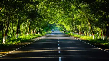 ¿Has visto troncos de árboles pintados de blanco en las carreteras? Este es el motivo ¿Has visto troncos de árboles pintados de blanco en las carreteras? Este es el motivo
