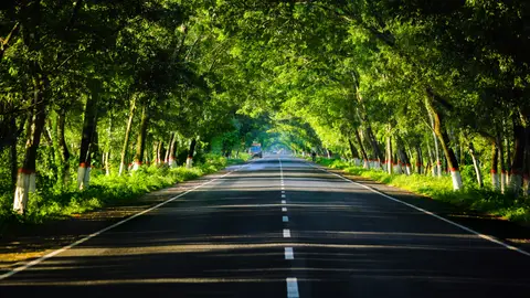 ¿Has visto troncos de árboles pintados de blanco en las carreteras? Este es el motivo Carreteras Árboles Pintados