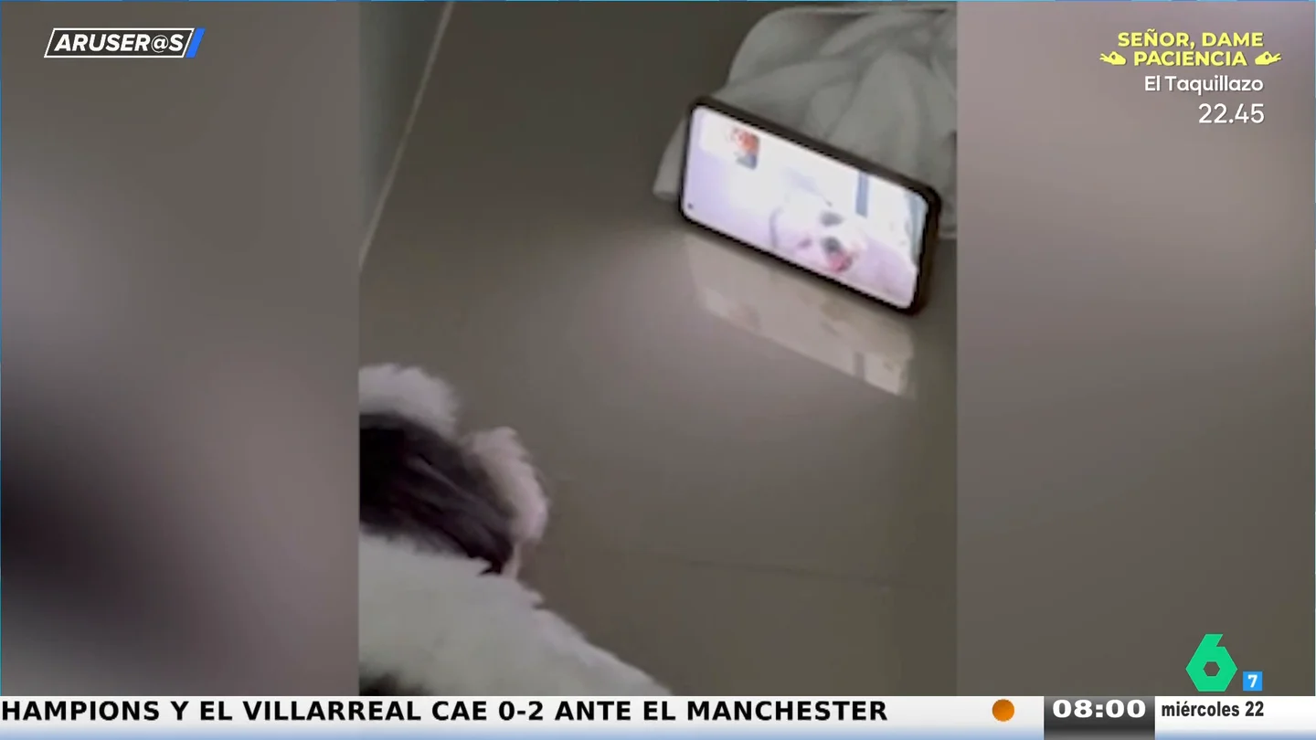 El entrañable vídeo viral de Yuri, el perro que habla con su dueño anciano por videollamada: "Él está de viaje y se llaman para verse" El entrañable vídeo viral de Yuri, el perro que habla con su dueño anciano por videollamada: "Él está de viaje y se llaman para verse"