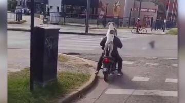 Perro