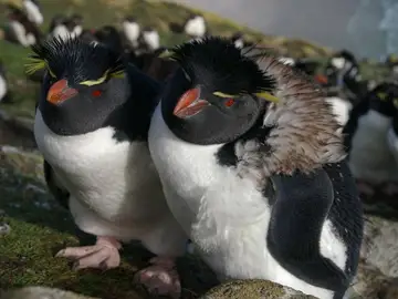 Pingüinos Pingüinos