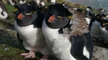 Pingüinos