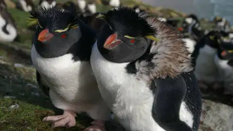 Pingüinos Pingüinos