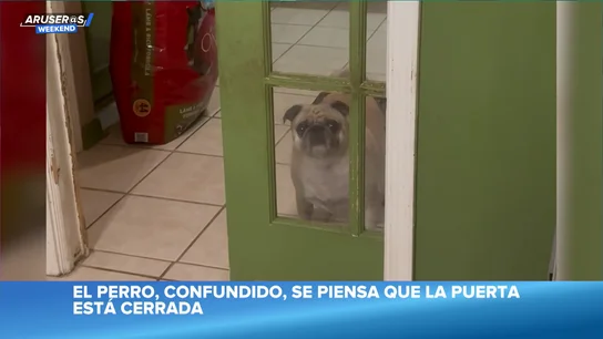 La divertida confusión de un perro al pensar que no puede entrar a casa porque está la puerta cerrada La divertida confusión de un perro al pensar que no puede entrar a casa porque está la puerta cerrada