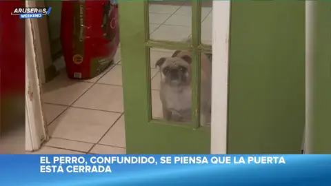 La divertida confusión de un perro al pensar que no puede entrar a casa porque está la puerta cerrada La divertida confusión de un perro al pensar que no puede entrar a casa porque está la puerta cerrada