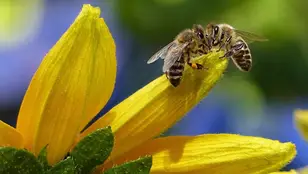 Ejemplar de avispa asiática.