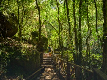 Bosque de los Tilos