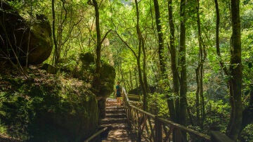 Bosque de los Tilos