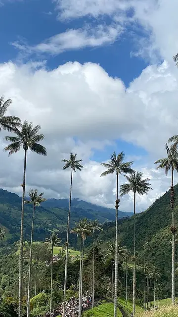 Valle de Cocora Valle de Cocora