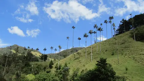 Valle de Cocora Valle de Cocora