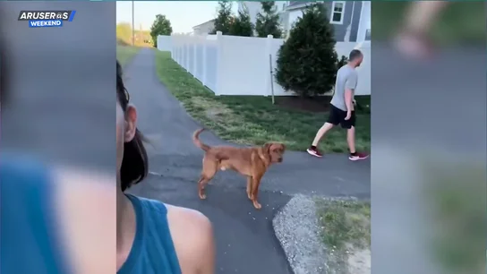 El vídeo viral del perro que se ve obligado a elegir a cuál de sus dueños seguir: ¿a quién quiere más de los dos? El vídeo viral del perro que se ve obligado a elegir a cuál de sus dueños seguir: ¿a quién quiere más de los dos?