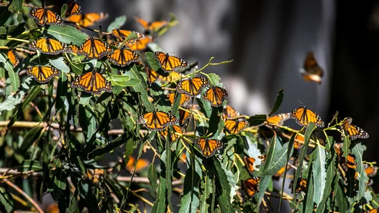 Miles de mariposas monarca reposan sobre ramas de eucalipto en Pismo Beach (California). Miles de mariposas monarca reposan sobre ramas de eucalipto en Pismo Beach (California).