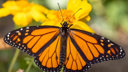 Una mariposa monarca se posa sobre una flor en Licoln (Nueva Zelanda). Una mariposa monarca se posa sobre una flor en Licoln (Nueva Zelanda).