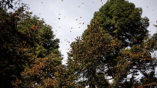 Cientos de mariposa monarca reposan en el Santuario de Mariposas El Rosario, en Michoacan (México).