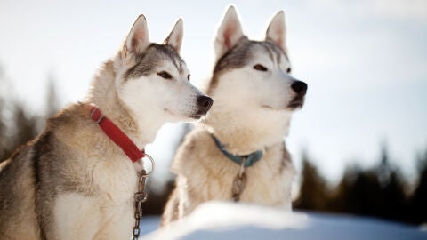 Trineo de huskies en Laponia