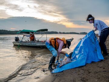 Botes en el Lago Tef&eacute; (Brasil) recogiendo delfines muertos