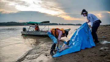 Botes en el Lago Tefé (Brasil) recogiendo delfines muertos Botes en el Lago Tefé (Brasil) recogiendo delfines muertos