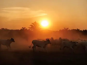 Ganado en una hacienda en el municipio de São Geraldo do Araguaia, en el estado de Pará (Brasil) Ganado en una hacienda en el municipio de São Geraldo do Araguaia, en el estado de Pará (Brasil)