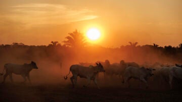 Ganado en una hacienda en el municipio de São Geraldo do Araguaia, en el estado de Pará (Brasil)