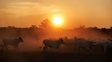 Ganado en una hacienda en el municipio de São Geraldo do Araguaia, en el estado de Pará (Brasil) Ganado en una hacienda en el municipio de São Geraldo do Araguaia, en el estado de Pará (Brasil)