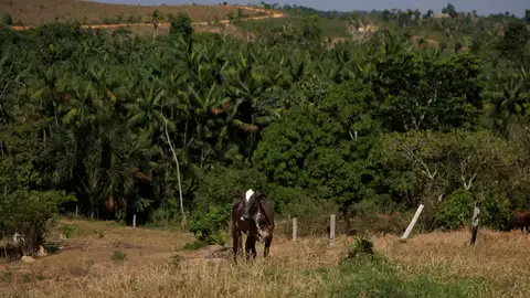 Ganado en una propiedad del asentamiento en Mamuí (Brasil) Ganado en una propiedad del asentamiento en Mamuí (Brasil)