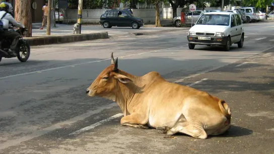 Una vaca en medio de una carretera de India. Una vaca en medio de una carretera de India.