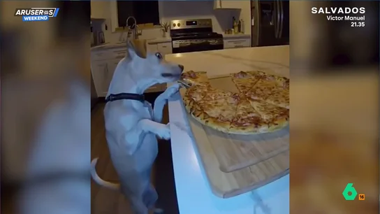 El divertido vídeo de la pillada de un perro robando un trozo de pizza de su dueño El divertido vídeo de la pillada de un perro robando un trozo de pizza de su dueño