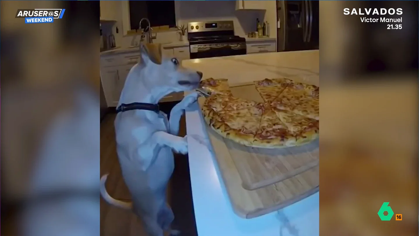 El divertido vídeo de la pillada de un perro robando un trozo de pizza de su dueño El divertido vídeo de la pillada de un perro robando un trozo de pizza de su dueño