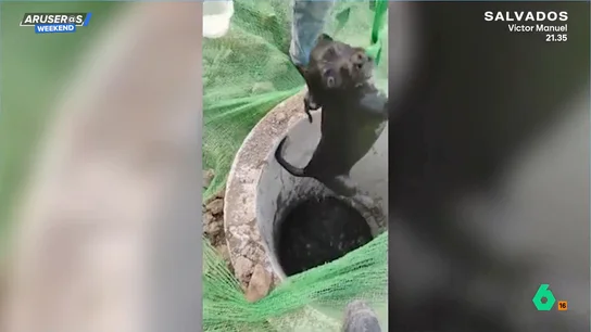 Unos obreros rescatan a un perro que había quedado atrapado en el fondo de un pozo: este es el vídeo del angustioso momento Unos obreros rescatan a un perro que había quedado atrapado en el fondo de un pozo: este es el vídeo del angustioso momento