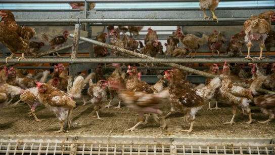 El Gobierno confina las aves de corral en zonas de especial riesgo para no propagar la gripe aviar