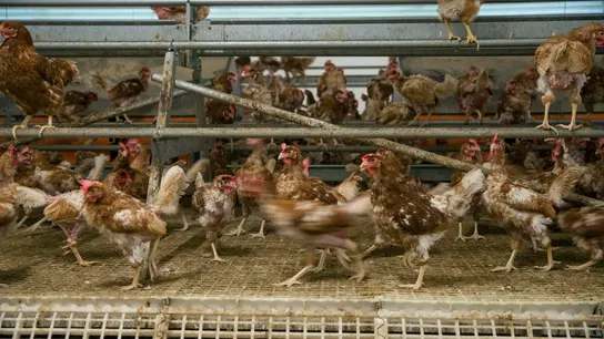 El Gobierno confina las aves de corral en zonas de especial riesgo para no propagar la gripe aviar El Gobierno confina las aves de corral en zonas de especial riesgo para no propagar la gripe aviar