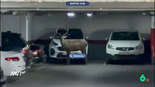 Sorpresa en Zamora por culpa de un ciervo: recorre sus calles y termina en un parking El animal fue visto, primero, en un bosque cercano al casco urbano de la ciudad. El ciervo, después, comenzó a recorrer las calles de la ciudad donde fue grabado por varias personas muy sorprendidas por su presencia.