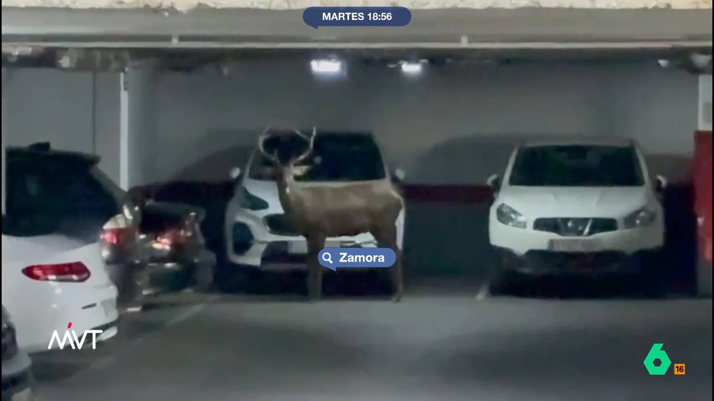 Sorpresa en Zamora por culpa de un ciervo: recorre sus calles y termina en un parking El animal fue visto, primero, en un bosque cercano al casco urbano de la ciudad. El ciervo, después, comenzó a recorrer las calles de la ciudad donde fue grabado por varias personas muy sorprendidas por su presencia.