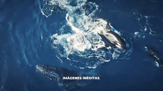 El impactante ataque de unas orcas a una cría de ballena jorobada en 'Cazadores de imágenes': "Es súper triste, es naturaleza salvaje" El impactante ataque de unas orcas a una cría de ballena jorobada en 'Cazadores de imágenes': "Es súper triste, es naturaleza salvaje"