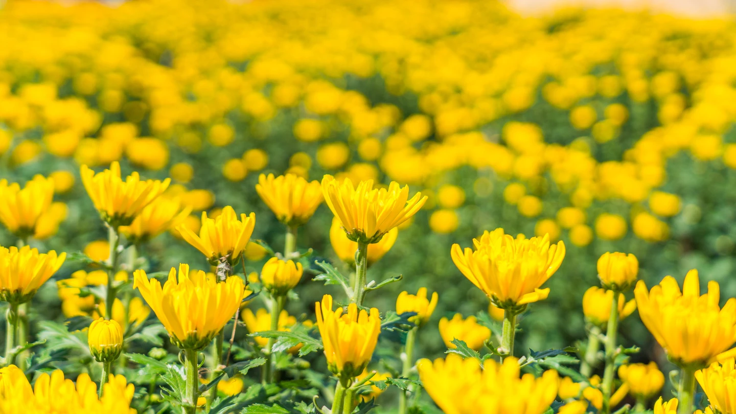 Crisantemos, ejemplo de floración otoñal Crisantemos, ejemplo de floración otoñal